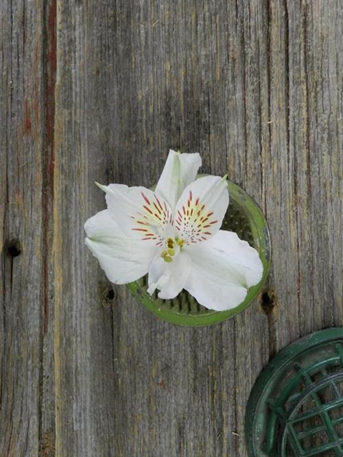 WHISTLER  WHITE ALSTROEMERIA